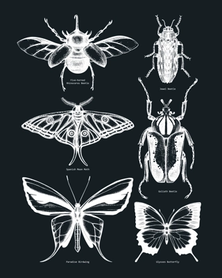 Vector collection of high detailed insects sketches. Hand-sketched beetles and butterflies illustrations on chalkboard. Entomological hand-drawings. Vintage insects in sketched style print